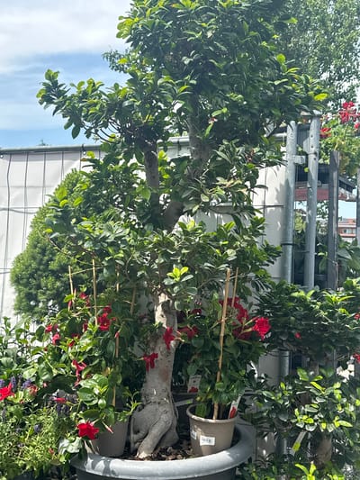 A mid-range outdoor shot captures a display of potted plants, likely at a nursery or garden center in Bad Endorf, Germany. The central focus is a potted tree with a thick, gnarled trunk, its branches laden with lush green leaves. Bright red flowers are interspersed throughout the foliage of this central tree and also appear on plants in smaller pots to the left and right. To the left of the central tree, a conical evergreen shrub is visible. In the background, a white fence with wire mesh is stretched taut, and beyond that, hints of buildings and trees suggest an urban or semi-urban environment. The sky above is a clear blue with scattered clouds. No people are present in the frame.