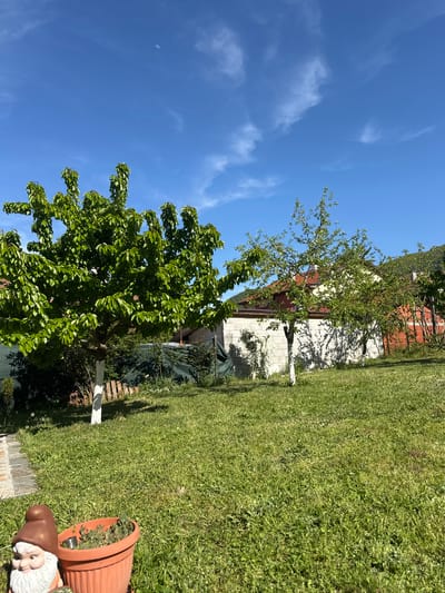 This media file captures an outdoor garden or backyard scene on a bright, sunny day. The image is oriented vertically (rotated 90 degrees clockwise from typical landscape).

The upper portion of the frame is dominated by a clear, vibrant blue sky with scattered, wispy white clouds. Notably, a distinct crescent moon is visible in the upper left quadrant of the sky, indicating it's either morning or late afternoon.

The middle and lower sections of the image feature lush green grass, suggesting a well-maintained lawn. Several trees with vibrant green foliage are prominent. Two of these trees have their trunks painted white at the base. Shadows cast on the ground and a nearby building suggest strong sunlight.

In the background, a house with a reddish-orange tiled roof and light-colored walls is partially visible, nestled behind some of the trees. Further in the distance, gentle hills or mountains can be discerned under the clear sky.

In the foreground, on the right side, a terracotta-colored pot filled with small green plants or succulents is seen tilted on its side, resting on the grass. Next to it, a portion of a garden gnome, with a brown hat and white beard, is visible. A paved or stone edge runs along the very bottom of the frame. There is no visible text or explicit activity taking place, depicting a peaceful garden setting in Krupnik, Bulgaria.