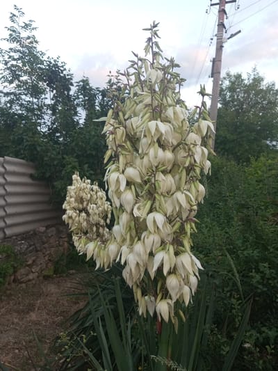 In the village of Ароматновское сельское поселение, Ukraine, a tall, blooming yucca plant stands prominently in the foreground. Its large, white, bell-shaped flowers cascade down a thick stalk, some still in bud. To the left, a smaller, less developed yucca plant displays a similar cluster of white blooms. Behind these flowering plants, a weathered, corrugated metal fence runs horizontally, partially obscured by dark green foliage. A stone wall is visible at the base of the fence. Further in the background, a utility pole with wires and insulators stands against a cloudy sky. Trees and dense green bushes fill the surrounding landscape, creating a natural, outdoor setting. The ground is covered with dry grass and some dirt.