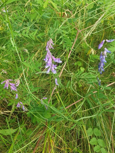 The image displays a close-up view of lush green vegetation, characterized by numerous thin, blade-like leaves and delicate, clustered purple flowers. The flowers are bell-shaped and arranged in racemes, with some appearing fresh and vibrant, while others show signs of wilting. Interspersed among the foliage are thin, dry stalks of grass, some with seed heads. The overall impression is one of a natural, untamed meadow or roadside environment. The scene is entirely devoid of human presence, artificial structures, or any recognizable urban elements, making it impossible to ascertain its specific location within Mukhametovo, Russia, or any other urban area. The environment appears to be a natural habitat for the depicted flora.