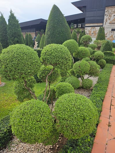 The image depicts a meticulously landscaped garden area in front of a building. The garden features various topiary trees, primarily in spherical and conical shapes, with lush green foliage. In the foreground, several rounded bushes are prominently displayed, with their branches artfully shaped. The ground is covered with small, light-colored pebbles, and a neatly trimmed hedge runs along the right side of the garden, bordering a pathway made of terra cotta tiles. In the background, a modern building with a dark, slanted roof is visible. The building's facade is adorned with intricate relief carvings depicting figures, possibly religious or historical in nature. The overall environment suggests an outdoor space in a city, likely a tourist attraction or a well-maintained public area. The location is identified as Na Chom Thian, Thailand. No people are visible in the frame.