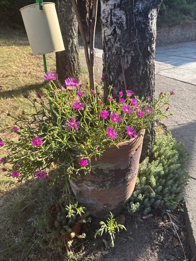 The image depicts a planter with vibrant pink flowers and green foliage, situated next to a tree with rough, dark bark. The planter is a weathered terracotta pot with a distressed, green-streaked surface, positioned on the ground. Behind the planter, a white, cylindrical object is mounted on a green pole, possibly a light fixture or sign. The scene appears to be outdoors, with a paved area and grassy ground visible. The lighting suggests it is daytime, with sunlight casting shadows. The location is identified as being in the city of Peshtera, Bulgaria. There are no people visible in the image.