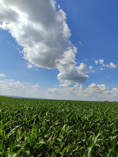 The image shows a vast field of green corn plants under a bright blue sky dotted with white, fluffy clouds. The corn stalks are tall and lush, extending as far as the eye can see towards a gentle, rolling horizon. The sun is shining brightly, casting some shadows and highlighting the vibrant green of the leaves. The sky occupies the upper half of the image, with a large, dramatic cloud formation dominating the upper left quadrant. The overall scene is one of rural abundance and natural beauty, suggesting a summer day in an agricultural region. The location is identified as Costești, Moldova. There are no people or animals visible in the image.