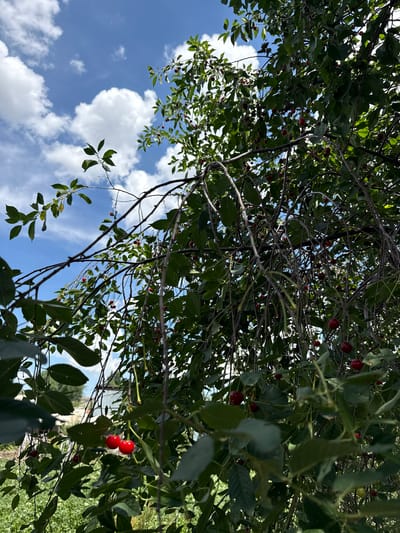 In Qarabulaq, Kazakhstan, a close-up shot captures a cherry tree laden with ripe fruit under a bright, cloudy sky. The branches of the tree, draped with dark, thin twigs, are densely packed with green leaves and numerous red cherries, some clustered together and others hanging individually. The sky above is a vibrant blue, punctuated by fluffy white clouds, hinting at a sunny day. The foreground is dominated by the intricate network of branches and foliage, with a few clear shots of plump, red cherries. The background is out of focus, suggesting a rural or garden setting with hints of greenery and structures.