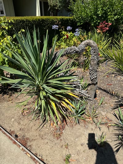 The image depicts an outdoor scene in San Mateo, California, featuring a garden with various plants. In the foreground, a yucca plant with long, green, spiky leaves dominates the left side. To its right, a thick, gnarled, dried-out tree trunk curves dramatically from the ground upwards. Behind this, a dense green hedge forms a backdrop, with scattered flowering plants in shades of blue and red. The ground is covered in dry soil, mulch, and fallen leaves. A sidewalk is visible along the left edge of the frame, bordering the garden. A shadow of a person holding a phone is cast on the ground in the lower right corner of the image. The overall impression is a sunny day in a residential garden.