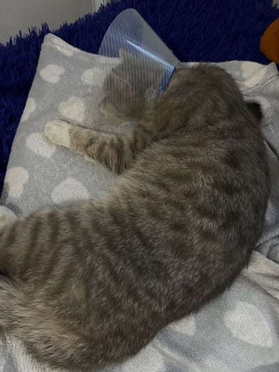 The image shows a grey tabby cat wearing a clear plastic Elizabethan collar, lying curled up on a soft, grey blanket with a white polka dot pattern. The cat is positioned on its side, facing away from the camera and towards the left of the frame. Its paws are tucked beneath its body. Behind the cat and the blanket, a dark blue, furry surface is visible, possibly a pet bed or cushion. To the right of the cat's head, a portion of an orange object can be seen. The lighting is dim, suggesting an indoor environment. There is no specific information in the image that would allow for the identification of its location in Melitopol, Ukraine.