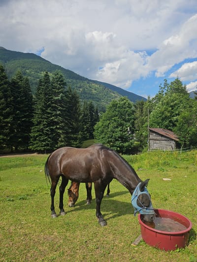 The image shows two horses grazing in a grassy field in Pontagna, Italy. The foreground is dominated by a dark brown horse wearing a blue fly mask and drinking from a red water trough. Behind it, another horse, mostly brown, is also grazing. The field is surrounded by a dense forest of tall evergreen trees. In the background, a steep, tree-covered mountain rises against a partly cloudy blue sky. A small, rustic wooden shed with a rusty roof is visible among the trees on the right side of the frame. The scene is illuminated by natural sunlight.