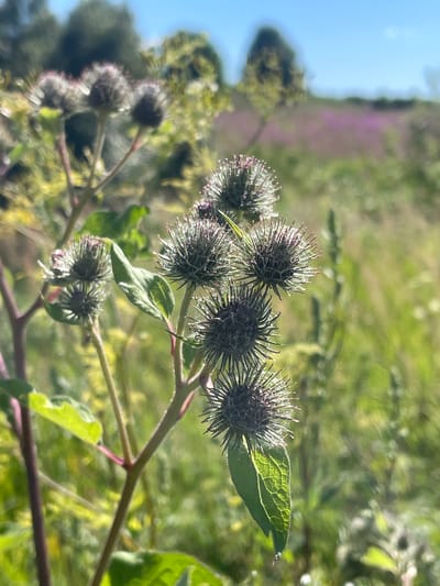 The image shows a close-up of a burdock plant with several spiky seed heads in the foreground. The plant has green leaves and reddish-purple stems. In the background, there is a blurred landscape with green foliage, trees, and a patch of purple flowers. The sky is clear and blue. The scene appears to be a natural setting, likely a field or meadow, in Maloe Murashkino, Russia, during daylight hours. There are no people or animals visible in the image.