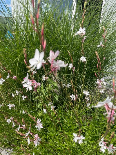 The image depicts a close-up view of a clump of ornamental flowering plants with thin green stalks and delicate white and pink blossoms. The flowers have a distinctive shape with four petals, and many are in various stages of bloom. Some buds are visible on the stalks, colored in shades of pink and red. The background consists of lush green foliage and a blurry white structure, possibly a building, under a bright sky. The scene appears to be outdoors, in a garden or natural setting, under daylight conditions. The exact location within Nikolayevka, Russia, cannot be determined from the visual information provided in the image. There are no people or animals visible in the photograph, and no actions or interactions are taking place.