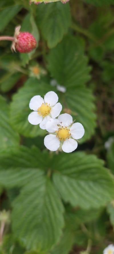 The image is a close-up, vertical shot of two white strawberry flowers with yellow centers. They are surrounded by green strawberry leaves. In the upper left corner, a small, unripe red strawberry is visible. The background is a blur of green foliage. There is no indication of human presence or urban environment in this image, and therefore no location in Vichuga, Russia can be determined.
