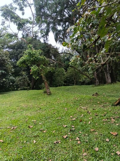 The scene depicts a natural outdoor landscape in Tah, Vietnam. The foreground and midground are dominated by a gently sloping, well-maintained green lawn, sparsely covered with scattered brown, dried leaves. In the midground, a tree with a textured, light brown trunk and green foliage leans slightly to the right. To its right, a larger tree with a darker, more robust trunk is partially visible. The background consists of a dense assortment of various trees, forming a thick, verdant canopy of varying shades of green. Some upper branches exhibit long, drooping organic material. The sky, visible in the upper portion of the frame through gaps in the foliage, is uniformly light gray, indicating overcast conditions. No individuals, animals, or man-made structures are present.