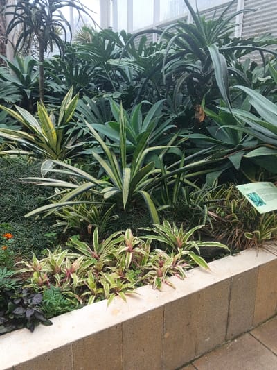 The scene depicts a meticulously maintained indoor botanical display, located in the city of Munyati, Zimbabwe. In the foreground, a light-colored, stacked block retaining wall runs horizontally, demarcating a planting area. Directly in front of this wall, to the left, are small, variegated plants featuring green, white, and reddish hues, accompanied by darker green foliage and a single orange flower. Behind the retaining wall, the mid-ground is densely populated with various succulent and foliage plants, including prominent specimens with long, sword-shaped leaves, some displaying green and yellow variegation, and others uniformly dark green. Further into the background, a lush arrangement of larger tropical plants fills the space, characterized by broad, dark green leaves, some exhibiting distinct lobed shapes. A tall, slender plant with spiky foliage rises on the left side of the frame, reaching towards a white-framed glass structure visible in the uppermost background, indicating a greenhouse or conservatory setting. On the right side, an upright light-green informational sign with text and a plant graphic is visible. No individuals are present, and no actions or interactions are occurring.