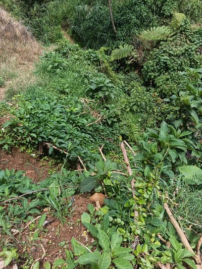 The scene depicts a densely vegetated, uncultivated hillside or plot of land in Bình Hải, Vietnam, under natural daylight. Predominant features include various species of green foliage, comprising broadleaf plants, grasses, and ferns, covering most of the visible terrain. A narrow, unpaved dirt path is faintly visible ascending through the vegetation in the upper-center of the image. The foreground consists of exposed reddish-brown soil interspersed with green plants of varying types. A single, light brown, cap-shaped fungus or mushroom protrudes from the soil among the plants in the lower-center-right. Multiple light-colored, bare branches are scattered throughout the mid-ground and foreground, some appearing as natural debris, others possibly as rudimentary supports. No human figures, animals, or active interactions are present within the frame.