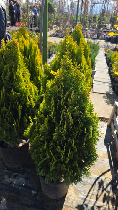 The image shows several potted, conical evergreen shrubs arranged in a row, likely at a plant nursery. The shrubs are primarily green, with some lighter yellow-green foliage. The pots are dark gray or black. The background reveals more plants, a walkway, and a glimpse of buildings in the distance. The scene appears to be outdoors on a sunny day, with shadows visible on the ground. No people are prominently featured, though figures are partially visible in the background. No specific location in Usoika, Bulgaria can be determined from the image.
