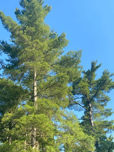 This media file is a photograph taken from a low angle looking up at a dense canopy of pine trees against a clear blue sky. The branches and needles of the pine trees fill most of the frame, creating a textured green mass. Several large, horizontal branches are visible, one of which appears to be a fallen or significantly broken limb that spans across the image, supported by other branches. The lighting suggests it is daytime, likely late morning or early afternoon, with the sun filtering through the needles, creating highlights and shadows. The overall scene evokes a sense of being immersed in nature, possibly a forest or park area. There is no visible text in the image. The location context provided is the Town of Peru, United States of America.