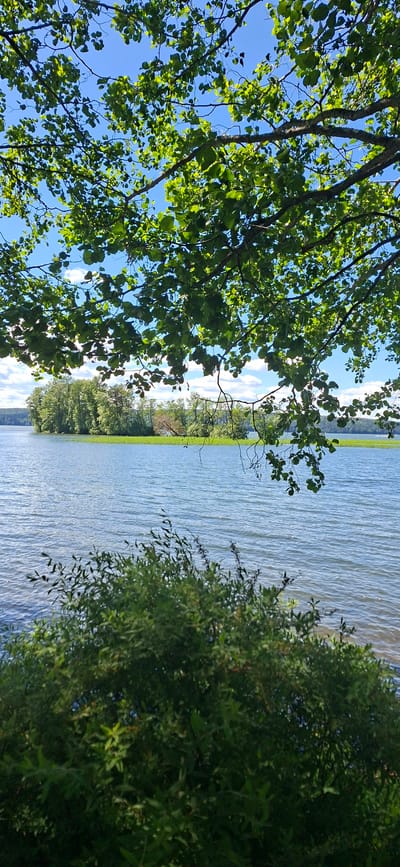 This media file captures a serene natural scene by a body of water in Lahti, Finland. The composition is dominated by lush green foliage from trees in the foreground, their branches and leaves reaching across the frame, interspersed with patches of bright blue sky and fluffy white clouds. The foliage is backlit by sunlight, creating a dappled effect.

To the right of the image, a wide expanse of shimmering water fills the frame, its surface rippled by a gentle breeze. The water reflects the sky and the surrounding greenery. Along the far bank of the water, a dense line of trees forms a dark green border, beyond which a bright green field is visible. The scene suggests a tranquil outdoor setting, likely during daytime given the bright sunlight. The weather appears to be fair and pleasant. There are no people or objects clearly depicted, focusing entirely on the natural landscape. No visible text is present in the image.
