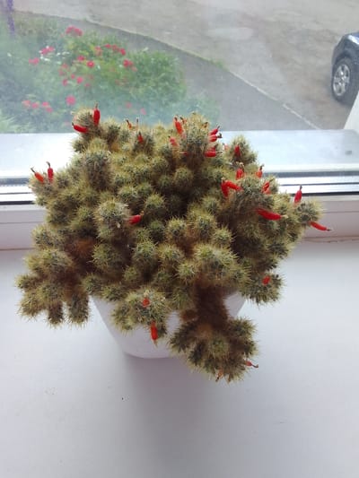A close-up, slightly overhead shot captures a potted cactus with bright red flower buds. The cactus is bushy and covered in numerous small spines, with many of the red buds protruding from its surface. It sits in a simple white pot, which rests on a white windowsill.

Through the window behind the cactus, a blurred scene is visible. Green foliage with patches of red flowers suggests an outdoor garden. Further back, a paved surface, possibly a road or driveway, is seen with a black car in the distance, its wheel clearly visible. The light in the scene is diffused, indicating it might be a cloudy day or late afternoon. The overall setting appears to be a domestic interior looking out onto a garden and street. There is no visible text in the image.
