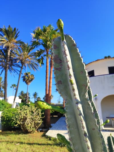 An outdoor, low-angle, eye-level shot captures a close-up of a tall, green cactus with multiple buds, set against a vibrant blue sky. The cactus is positioned to the right of the frame, with its ribbed surface and sharp spines clearly visible. Several green buds are emerging from its sides, with one prominent bud at the top of the main stalk.
In the background, the scene suggests a location in Els Poblets, Spain, with typical Mediterranean architecture and vegetation. Several palm trees of varying heights are scattered across the landscape, some with brown trunks and green fronds, others appearing more mature and fuller. To the right of the cactus, a portion of a white building with an arched doorway and dark windows is visible, characteristic of coastal Spanish design. A small, round table with a light-colored surface can be seen through the archway.
The ground in front of the cactus is covered in green grass, with patches of sunlight and shadow indicating a bright, sunny day. To the left of the main cactus, a cluster of smaller, bushier cacti or succulents are present, adding to the arid or semi-arid garden aesthetic. The overall atmosphere is serene and summery, likely taken in a garden or courtyard setting. There are no people visible in the image. The lighting suggests it is either morning or late afternoon due to the angle of the sunlight.