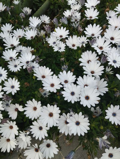 The image shows a close-up view of a dense cluster of white daisy-like flowers with dark blue centers. The flowers are interspersed with green foliage. The flowers appear to be outdoors, in natural sunlight, likely in the city of Pyli, Greece. There are no people, discernible objects, or explicit actions captured in this image.