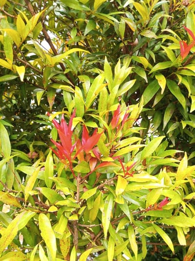 The image depicts a close-up view of a plant, identified as part of the flora in Tân Kỳ Commune, Vietnam. The scene is dominated by dense foliage, consisting of numerous leaves and branches. The majority of the leaves are elliptical, displaying shades of light green to yellow-green, with some exhibiting small, dark spots. Interspersed among the mature green leaves are clusters of new growth, characterized by vibrant red, lance-shaped leaves. These red leaves are concentrated in several areas, particularly prominent in the central-left and upper-right portions of the frame, indicating active plant growth. Bare branches and twigs are visible between the leaves, forming the structural support of the plant. No people, animals, or artificial objects are present. The environment appears to be a natural outdoor setting, likely a garden or roadside plant, with no discernible background elements other than blurred foliage. The lighting suggests daylight conditions.