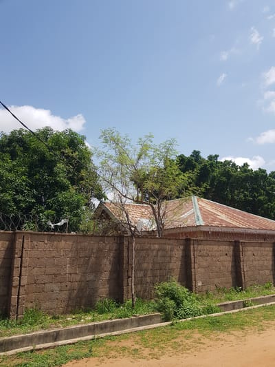 The image depicts an outdoor scene, likely in Palade, Nigeria, under a clear blue sky with scattered white clouds. The perspective is from a low angle, looking upwards towards a building and trees. The primary subjects are a textured, brick-like wall with a corrugated metal roof and lush green trees. The wall appears to be part of a boundary or structure, reinforced with barbed wire along the top. A sapling is growing through a gap in the wall, reaching towards the roof.

To the right of the wall, there's a path of dry, sandy soil with some sparse green vegetation growing along a concrete edge or drain. The lighting suggests it is daytime, with the sun casting shadows on the wall, indicating a bright, possibly midday, sun. There are no people visible in the image, and no specific activity is taking place.

Notable details include the rust on the metal roof, suggesting age or exposure to the elements, and the vibrant green of the foliage against the earthy tones of the wall and soil. The presence of barbed wire hints at a need for security or containment. The overall impression is one of a somewhat neglected, but natural, environment where vegetation is reclaiming man-made structures. No text is visible in the image.