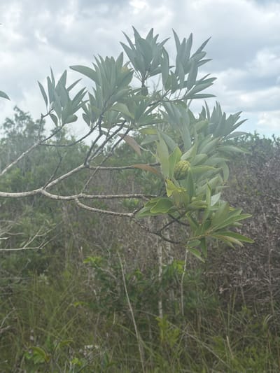 A horizontal, eye-level, medium shot captures a branch of a tree in the foreground, with a cluster of pale green leaves and a bulbous, unopened bud. The branch itself is thin and gray, with a textured surface, and it extends from the left side of the frame. Behind the branch and its foliage, the environment is a dense thicket of vegetation, appearing dry and somewhat sparse in places, with a variety of green grasses and shrubs. The background is blurred, suggesting a shallow depth of field, and it is dominated by the muted tones of the foliage and the overcast sky above, which is a soft, hazy gray. The overall impression is one of a natural, somewhat wild landscape, possibly within a rural or undeveloped area. The location is identified as the Miccosukee Indian Village in the United States of America.
