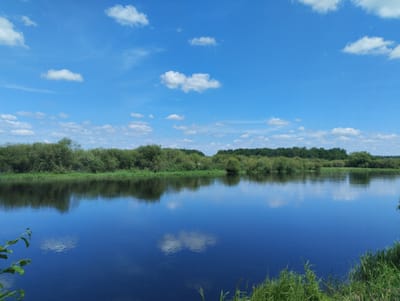 The image depicts a wide, calm river with a dark blue surface reflecting the sky and clouds. On the far bank, a dense line of lush green trees and bushes creates a natural boundary. The sky above is a vibrant blue, dotted with several white, fluffy cumulus clouds. The foreground shows the edge of the riverbank with tall green grass and a few leafy branches extending into the water on the left side. The overall impression is a serene natural landscape under a bright, partly cloudy sky. The location is identified as Bagushevichi rural council, Belarus. There are no people or animals visible in the image.
