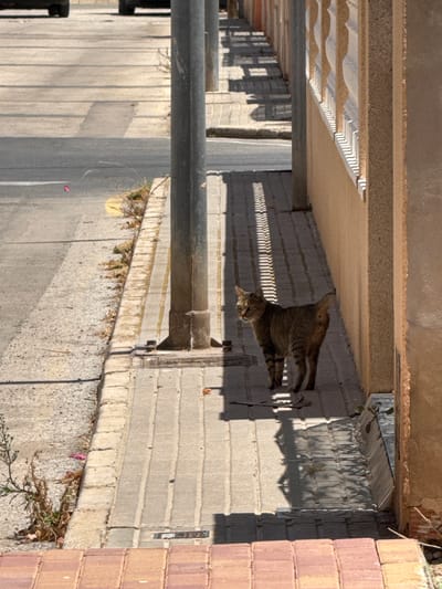 A tabby cat stands on a paved sidewalk in a city environment, likely San Pedro del Pinatar, Spain, characterized by a paved road adjacent to the sidewalk. The cat is facing left, with its body angled slightly away from the viewer. The sidewalk is made of rectangular concrete pavers arranged in a grid pattern. A vertical metal pole, likely a streetlight or utility pole, stands to the left of the cat, casting a shadow on the sidewalk that forms a repeating linear pattern. To the right of the sidewalk is a textured beige wall, possibly part of a building, with a white ornamental railing near its base. The road surface appears to be asphalt, with faint yellow lines visible in the distance. A small pink flower petal is on the road surface near the edge of the sidewalk. Some sparse, dry vegetation is present at the edge of the sidewalk. The scene is illuminated by sunlight, creating strong shadows.