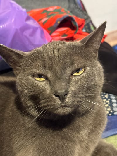 This is a close-up, low-angle shot of a grey cat resting on a surface, likely indoors. The cat's head is turned towards the camera, and its golden eyes are partially closed, conveying a relaxed or sleepy emotion. Its fur is short and dense, and prominent white whiskers fan out from its muzzle. The background is a blur of colors and textures, including what appears to be a red fabric with a green pattern and a shiny purple surface, possibly plastic. The overall lighting suggests it is daytime, with some artificial light contributing to the scene. The context of Starokhalilovo, Russia, provides a geographical reference but no specific visual cues are apparent in the image itself to confirm the location. No text is visible in the media file.