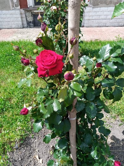 A close-up, eye-level shot captures a vibrant red rose in full bloom, its petals unfurling against a backdrop of lush green foliage. The rose is positioned slightly left of the center, with its stem emerging from a slender, light-brown trunk that runs vertically through the image. Several dark red rosebuds, in various stages of opening, are scattered around the main bloom, adding depth and anticipation to the scene.

The rose bush is planted in dark soil, which is visible at the bottom of the frame. Beyond the bush, a patch of vibrant green grass stretches across the middle ground, interspersed with small white wildflowers. In the background, a building with white brickwork and a section of weathered brown and grey facade is visible. A paved walkway, constructed of reddish-pink brick in a herringbone pattern, runs in front of the building. The scene appears to be outdoors on a sunny day, as indicated by the bright lighting and distinct shadows cast by the rose bush and foliage.

The image was taken in the city of Romodan, Ukraine, likely in a garden or public space. No people are present in the frame.