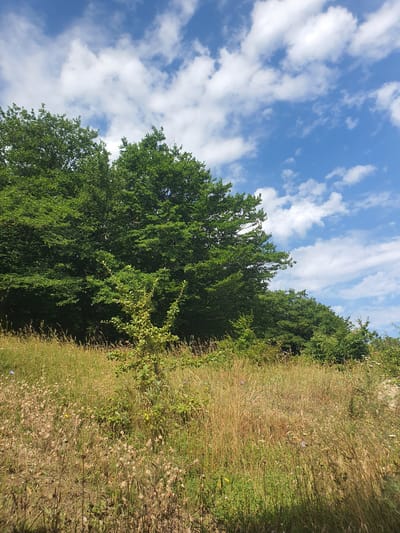 The image depicts a sunny day in a natural environment. In the foreground, a field of tall, dry grass and wildflowers is visible, with a small, leafy green bush in the center. Behind the field, a dense line of trees forms a dark green wall. Above the trees, a bright blue sky is filled with fluffy white clouds. The scene suggests a rural or park-like setting, possibly on the outskirts of Mukhatskaro, Georgia, given the lush vegetation and open sky. There are no people or animals present in the image, and no specific actions or interactions are depicted. The overall impression is one of a peaceful, natural landscape bathed in sunlight.