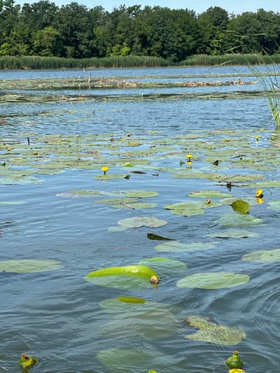 The image depicts a serene lake in Khlypnivka, Ukraine, teeming with lush green lily pads and dotted with vibrant yellow water lilies. The calm blue water reflects the clear sky, creating a peaceful and tranquil atmosphere. Tall green reeds line the distant shore, with a dense forest of trees forming a verdant backdrop. The sunlight filters through the leaves, casting dappled shadows on the water's surface. A few pieces of driftwood and debris are scattered across the lake, hinting at the natural ebb and flow of the environment. The scene is a testament to the natural beauty of Khlypnivka, offering a glimpse into the tranquil waters and surrounding flora.