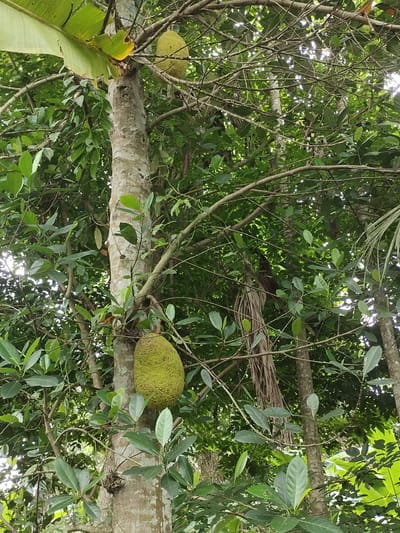 In Tumpokperlak, Indonesia, this image captures a jackfruit tree laden with fruit, set amidst lush tropical foliage. The scene is dominated by the rough, light-colored bark of the tree, with one large, spiky green jackfruit hanging prominently from its trunk. Another jackfruit is visible higher up on a branch, partially obscured by leaves. The surrounding environment is dense with various green leaves and branches, indicative of a tropical rainforest or a similar humid, verdant setting. The sunlight filters through the canopy, creating dappled patterns of light and shadow. The image appears to be taken from a low angle, looking upwards towards the fruit-bearing branches.