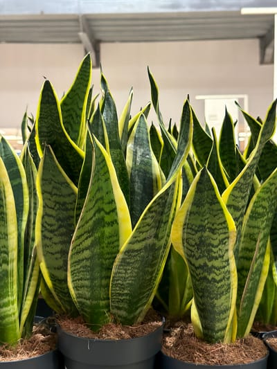 The image displays a dense arrangement of Sansevieria trifasciata 'Laurentii' plants, commonly known as Snake Plants, situated indoors at an unspecified commercial establishment in Corsico, Italy. Each plant features multiple upright, rigid, sword-shaped leaves. These leaves present a variegated pattern with dark green centers, horizontal light green to yellowish banding, and prominent bright yellow margins. The leaves typically culminate in pointed tips. Each plant is individually contained within a dark grey, cylindrical plastic pot, with a reddish-brown, fibrous potting medium visible at the surface. The plants are closely spaced, occupying the majority of the foreground and midground. The background is out of focus, revealing a light-colored commercial ceiling structure with visible beams and overhead lighting, indicative of an indoor retail or nursery environment. No individuals, animals, or explicit actions are depicted within the frame.