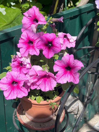 In Hlynytsia, Ukraine, a terracotta pot filled with vibrant pink petunias sits on a metal stand. The flowers, with their deeply veined petals and dark centers, are in full bloom. Behind the pot, a green metal fence is visible, casting shadows from the surrounding greenery and the pot itself. The scene is bathed in sunlight, creating bright highlights and deep shadows, indicating an outdoor setting. The focus is on the colorful flowers and their immediate surroundings, suggesting a garden or patio area.