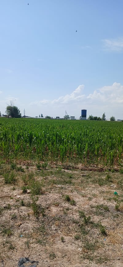 The image depicts a vast field of green corn stalks under a clear blue sky with scattered white clouds. In the distance, several structures are visible, including a tall, dark blue cylindrical building, what appears to be a water tower, and a lattice electrical tower. Several small birds are seen flying in the sky. The foreground of the image shows a patch of dry, sandy ground with sparse vegetation and some scattered debris. The scene is likely located in a rural or semi-rural area, given the agricultural field and the presence of industrial-looking structures in the background. Based on the provided context, the location is identified as Daliguzar, Uzbekistan.