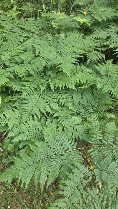 The media file is a close-up, overhead view of a dense patch of vibrant green ferns in a natural outdoor setting. The fronds are intricately detailed, with a feathery appearance, and are layered over one another, creating a rich texture. In the upper left portion of the image, a small, bright yellow wildflower is visible, providing a pop of contrasting color against the dominant green. The ground beneath the ferns is sparsely visible, appearing to be a mix of dry grass and soil, with a few other small plants and dried leaves scattered about. Thin, light-colored stems and tendrils weave through the fern fronds, adding to the natural, untamed appearance of the scene. The lighting suggests it is daytime, with no strong shadows indicating a specific time of day, and the overall impression is one of lush, green foliage. The setting appears to be a natural environment, possibly a forest floor or a meadow edge, consistent with the provided location context of Cekule, Latvia. No people, objects other than the plants, or visible text are present.