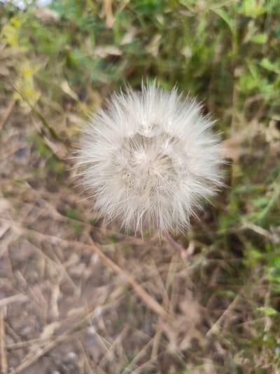 This is a close-up, vertical, slightly top-down shot of a dandelion seed head. The seed head is in the center of the frame, fully in focus, and appears to be the fluffy white stage of a dandelion ready to disperse its seeds. The delicate, feathery structures of the seed head radiate outwards.
The background is out of focus, creating a shallow depth of field that emphasizes the dandelion. The background consists of dried grass and some green foliage, suggesting an outdoor, natural setting. The colors in the background are muted, with shades of brown, beige, and green. The light appears natural, suggesting it was taken during the daytime. There are no people or specific objects other than the dandelion. No text is visible.
The location context provided is Kotayq, Armenia. This implies the image was taken in a natural outdoor environment within that region, likely a field or meadow, during a season when dandelions are in their seed-dispersal phase. The overall impression is one of natural simplicity and the ephemeral beauty of a common plant.