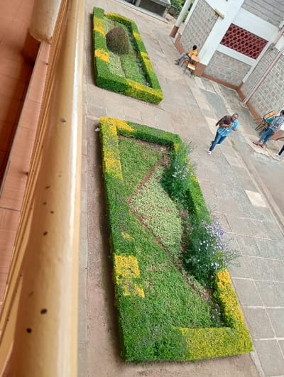 This image captures an outdoor paved area, likely a courtyard or walkway, in Riara Ridge, Kenya. The scene is dominated by two long, rectangular planter beds with meticulously maintained green hedges. The hedges feature sections of vibrant yellow-green foliage, creating a patterned border.
The foreground planter bed showcases a diverse array of green ground cover plants arranged in a diagonal pattern, with some patches of smaller white and purple flowers blooming towards the right side. The planter bed further back contains similar hedges framing a central, dark green, topiary-shaped plant surrounded by lighter green ground cover.
Several people are visible in the paved area. In the midground, a person wearing a light blue plaid shirt and dark pants is walking towards the right side of the frame. Further back, near a building, a person in a dark shirt and light pants is seated on a light-colored chair. Another individual in a patterned shirt and blue jeans stands near additional chairs in the background.
The building on the right features a facade of light-colored blocks with sections of red-brown decorative vents. A substantial, yellowish-beige railing or balcony structure runs along the left edge of the image, obscuring part of the ground. The paving appears to be concrete or large, light-colored tiles.
The lighting suggests a clear, sunny daytime, possibly late morning or early afternoon, with no harsh shadows indicating overcast weather. The overall atmosphere is calm and ordinary, depicting a routine moment in this landscaped outdoor space. No visible text is present in the image.