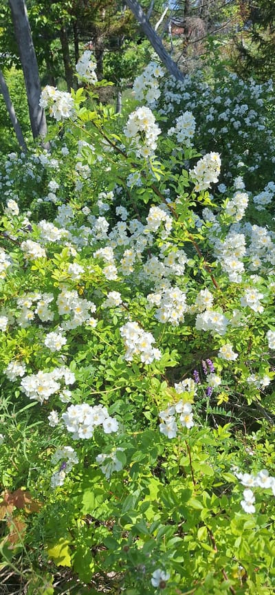 The image depicts a dense bush covered in small white flowers, predominantly in the foreground and midground. The flowers have yellow centers and are clustered in abundance on green stems and leaves. In the background, blurred trees and foliage suggest an outdoor natural environment. The lighting indicates it is daytime with sunlight illuminating the scene. There are no people, animals, or man-made structures visible. The location in Halifax, Canada is not specified in the visual information.