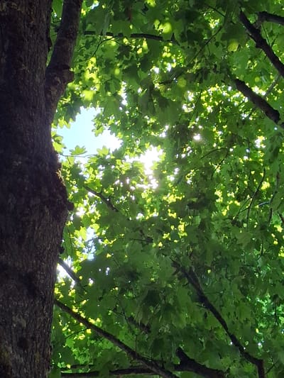 This low-angle shot looks up through the canopy of a large tree, revealing the texture of its dark, rough bark in the foreground. Above the trunk, a dense layer of vibrant green leaves fills the frame, interspersed with branches. Sunlight filters through the leaves, creating a dappled effect with bright spots of light and areas of shadow, suggesting it is daytime. The sky is visible in patches between the leaves, appearing bright and possibly blue, indicating fair weather. The scene is natural and appears to be outdoors, likely in a park or forest. There are no people or discernible objects other than the tree and its foliage. The overall impression is one of looking up from the base of a mature tree on a sunny day.