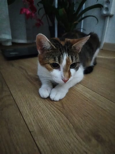 A calico cat is lying on a light brown wooden floor indoors. The cat is predominantly white with patches of brown, black, and orange fur on its head, back, and tail. It has dark eyes and a pink nose. The cat is looking towards the viewer with its front paws tucked underneath its body. In the background, out of focus, are houseplants and a blurred, grey object. The lighting is dim, suggesting an indoor environment, possibly in a residential setting. The image does not contain information about the city of Most, Czechia.