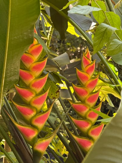This image displays two prominent, downward-hanging Heliconia inflorescences amidst dense tropical foliage, located in Hitiaʻa ʻo te Rā, France. The left inflorescence is largely visible, composed of approximately eleven vertically stacked, boat-shaped bracts. Each bract is distinctly colored, featuring a vibrant red interior surface that transitions to a sharp yellow-green margin. A second, similar inflorescence is partially visible to the right and slightly behind the first, also exhibiting red and yellow-green bracts in a descending arrangement. Both subjects are surrounded by various broad and narrow green leaves, stalks, and other plant matter, some in sharp focus and others softly blurred in the background. Natural sunlight illuminates the scene from above and behind, creating bright highlights on some leaves and the bracts, and casting soft shadows. No human figures, animals, or man-made objects are present. The scene is static, depicting the plants in their natural, outdoor growing environment.