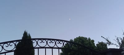A low-angle, wide shot captures a clear, pale blue sky with a sliver of the moon visible in the upper right quadrant. In the foreground, a decorative, dark metal fence with ornate scrollwork forms an arch across the bottom of the frame. To the left of the fence, a tall, dark green evergreen tree stands out. Behind the fence and to the right, lush green foliage from deciduous trees is visible. The overall scene suggests an outdoor environment, likely a residential area given the fence and trees. There are no people or explicit actions depicted.