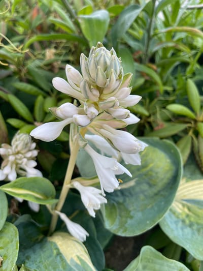 This media file is a close-up, eye-level photograph of a cluster of white flowers with green stripes on their buds. The flowers are the main subject, with delicate white petals and some unopened buds that show distinct green striping. Some of the flowers are in full bloom, revealing a hint of yellow stamen, while others are still tightly closed.
The setting is a garden, evident from the lush green foliage surrounding the flowers. Large, variegated hosta leaves with blue-green centers and creamy white margins are visible in the background and to the right of the flowers. Other types of green foliage, some with elongated leaves, fill the rest of the frame, suggesting a dense planting. The lighting appears natural, likely from daylight, casting soft shadows and highlighting the textures of the leaves and petals. There are no people or specific objects other than the plants.
The image captures a moment of natural beauty, focusing on the intricate details of the flowering plants. The overall mood is tranquil and serene, emphasizing the organic forms and colors of the garden. There is no visible text in the image. The location context provided is Jelgava, Latvia.
