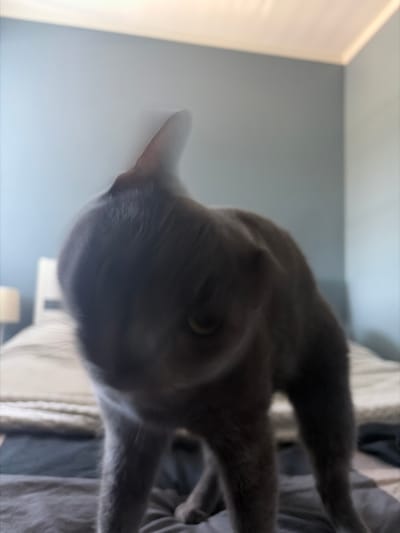 A close-up, blurred photograph shows a gray cat. The cat is on a bed covered with bedding in shades of gray and white. The background shows a wall painted light blue, with an off-white wall and ceiling on the left side of the frame. The presence of the bed and wall suggests an interior residential space. There is no information to indicate that the picture was taken in the city of Lørenskog, Norway.