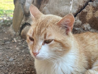 A close-up, eye-level, outdoor shot captures an orange and white cat lying down, its head turned to the left, with its gaze directed downwards and slightly away from the camera. The cat's fur is a mixture of light orange and white, with faint tabby markings on its head and ears. Its eyes are partially closed, giving it a relaxed or sleepy appearance. The cat is situated on a gravelly ground, with some dry leaves scattered around. In the background, there is a rough, grey and brown rock formation, partially blurred. To the left of the rock, there is a softly blurred area of green foliage, suggesting a natural or semi-natural outdoor environment. The lighting suggests it is daytime, with soft shadows. The scene is consistent with an outdoor area in a rural or semi-rural setting, possibly a garden or a path near rocks, which could be found in or around the city of Kanjoši, Montenegro, given its geographical context. There are no people or other animals visible in the frame.