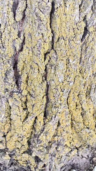 This is a close-up, vertical, eye-level, outdoor photograph of tree bark covered with lichen. The bark is rough and deeply furrowed, with prominent vertical ridges. Patches of bright yellow-green lichen are scattered across the bark, contrasting with the greyish-brown tones of the wood. The lichen appears crusty and somewhat granular in texture. The lighting suggests it is daytime, casting subtle shadows within the crevices of the bark and highlighting the textured surface. The image is a detailed study of the natural patterns and textures of the tree bark and lichen. There are no people or discernable man-made objects in the frame. The specific location in Taldykorgan, Kazakhstan, is not evident from the visual information in the image itself.