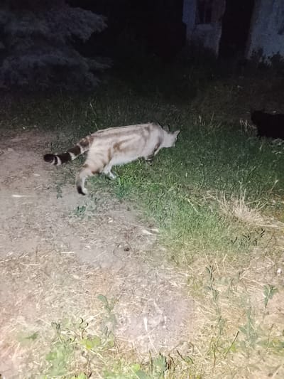 A light-colored cat with a striped tail is walking on a dirt and grass path at night. The cat is facing to the right and is partially obscured by grass. In the background, there are dark trees and some indistinct structures. There is another dark shape in the far right background that could be another animal. The scene appears to be outdoors in a rural or semi-rural area, possibly on the outskirts of a city or town. The image was taken in Talgar, Kazakhstan.