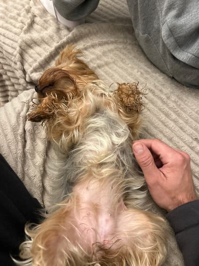 A small, tan and blonde dog is lying on its back on a textured, light-colored blanket. The dog's eyes are closed, and its fur appears slightly damp and curly, especially on its legs and paws. The dog's belly is exposed, revealing pink skin with a few dark spots, possibly nipples. A human hand, with light skin and short fingernails, rests on the blanket near the dog's hindquarters. The hand is positioned with the palm facing down and fingers slightly curled. In the background, a person wearing grey sweatpants and a grey hoodie is partially visible, their legs and body covered by the clothing. The scene appears to be indoors, on a couch or bed, with the overall lighting suggesting an evening or indoor setting. The location is identified as Московский Литератор Снт, Russia.